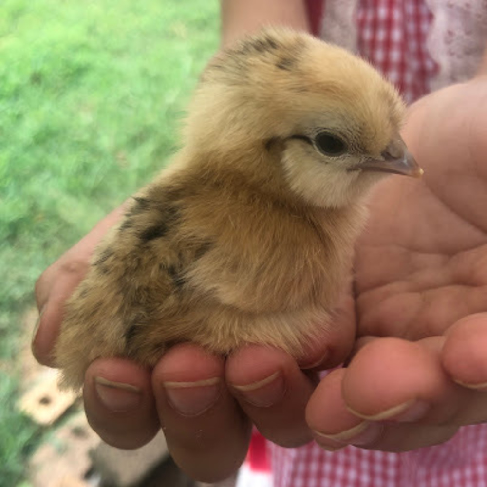 Meet your Posher, Kiersten